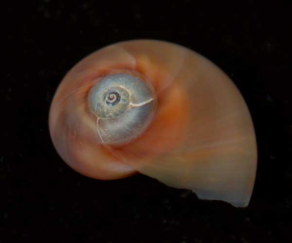 Neverita duplicata (moon snail)